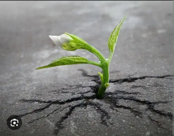 اجاره پروانه گیاهپزشکی|خدمات باغبانی و درختکاری|تبریز, |دیوار