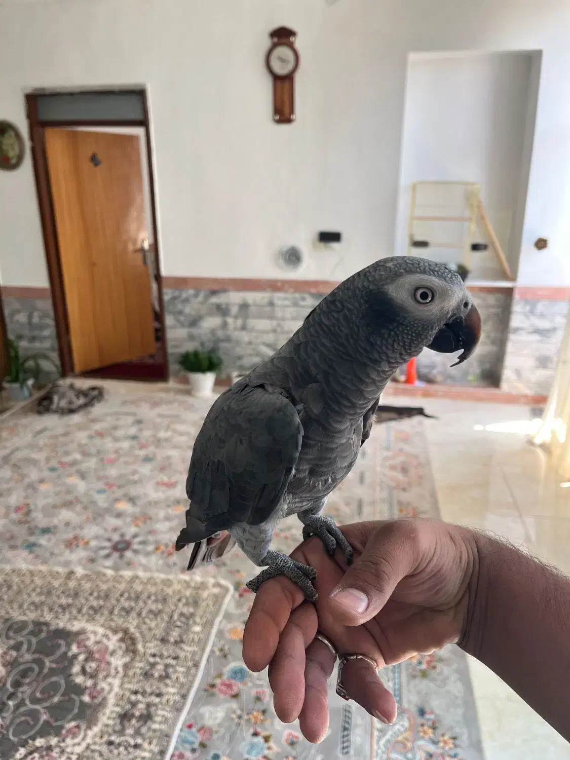 کاسکو دم قهوه ای|پرنده|فردوس (خراسان), |دیوار