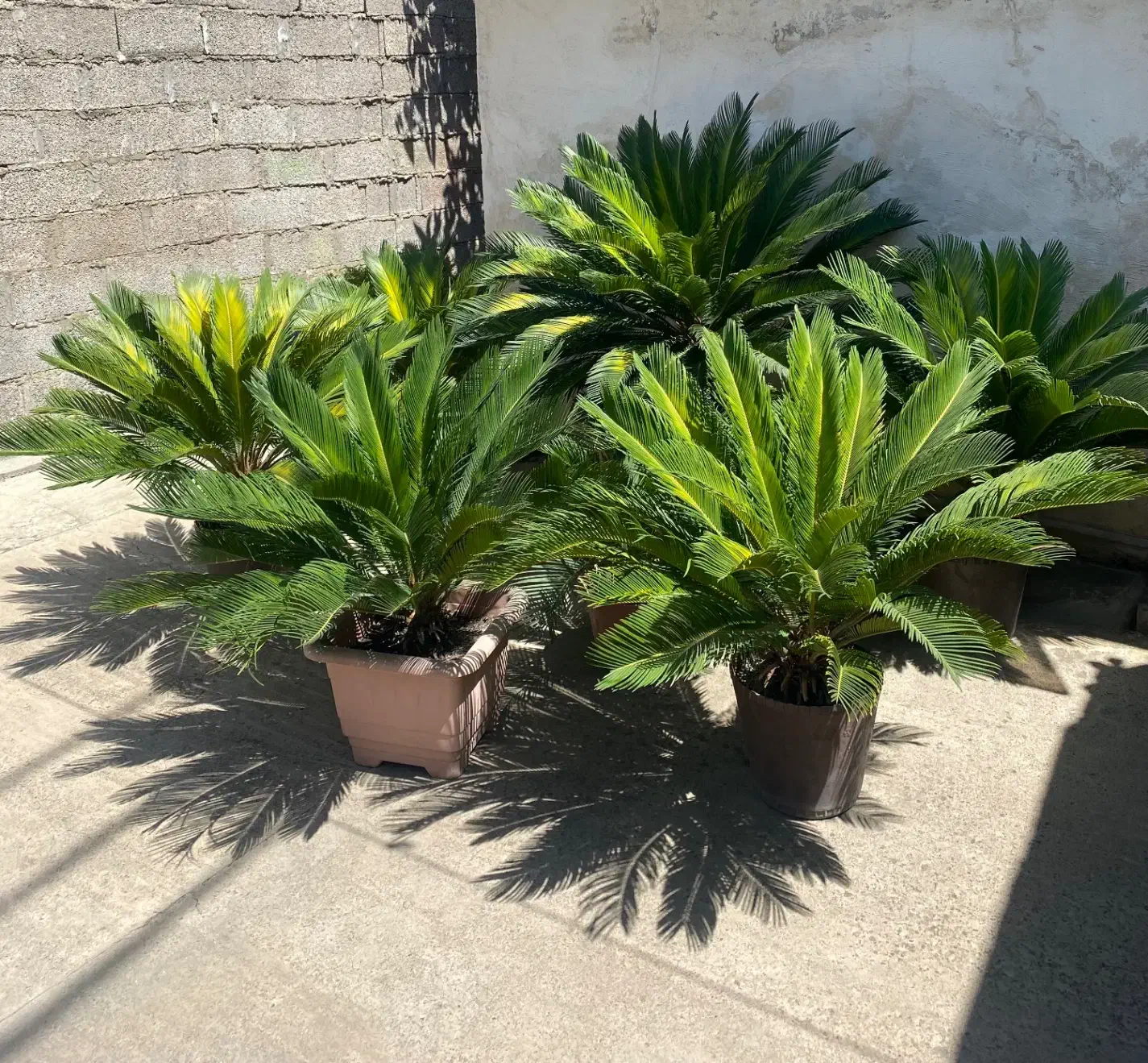 فروش سیکاس|گل و گیاه طبیعی|رشت, شهرک صبا|دیوار