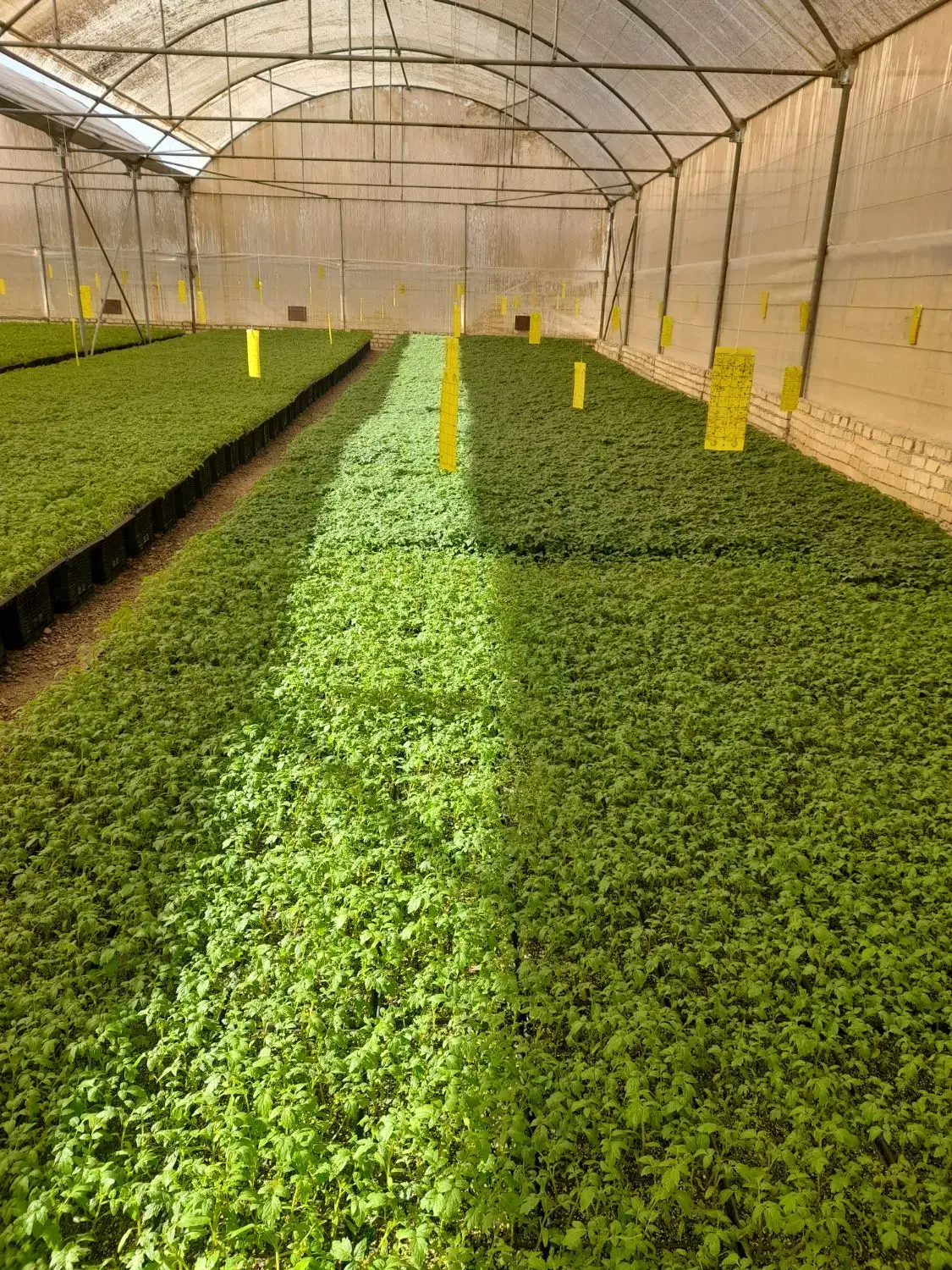 تولید و عرضه انواع نشا صیفیجات|خدمات باغبانی و درختکاری|مرودشت, رامجرد یک|دیوار