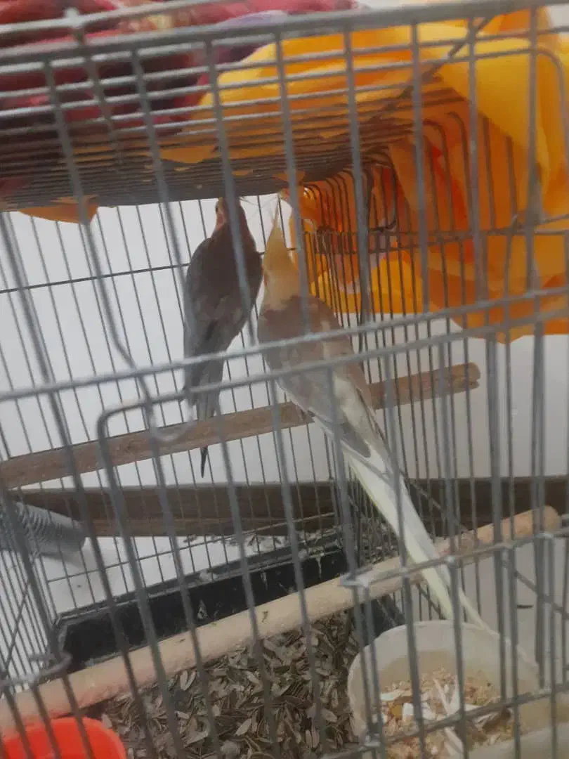 فروش عروس هلندی|پرنده|تهران, شهرک صدرا|دیوار