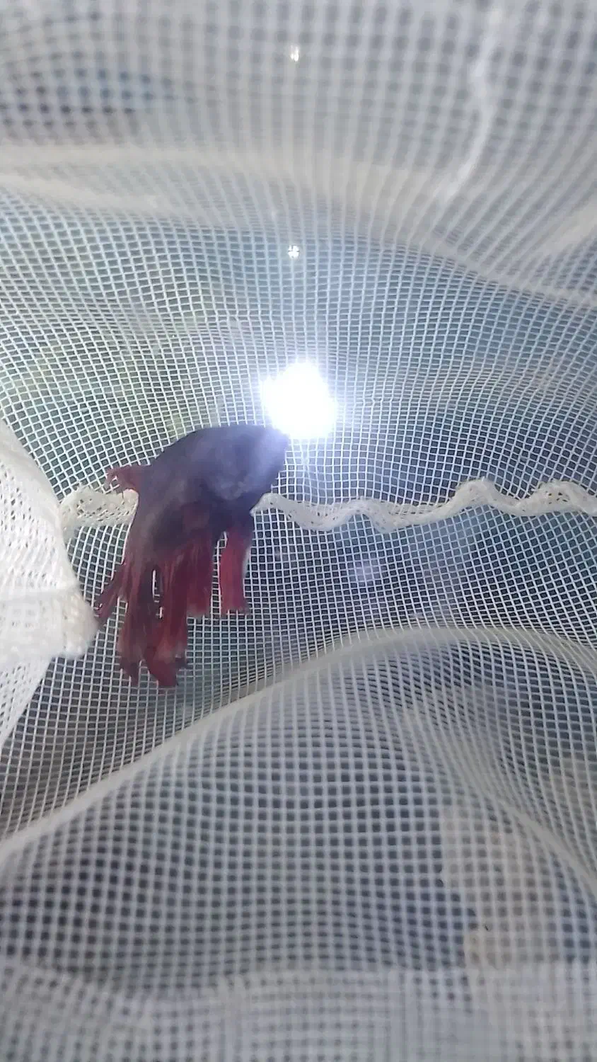 فایتر ماهی نر باتونگ|ماهی|چابهار, |دیوار