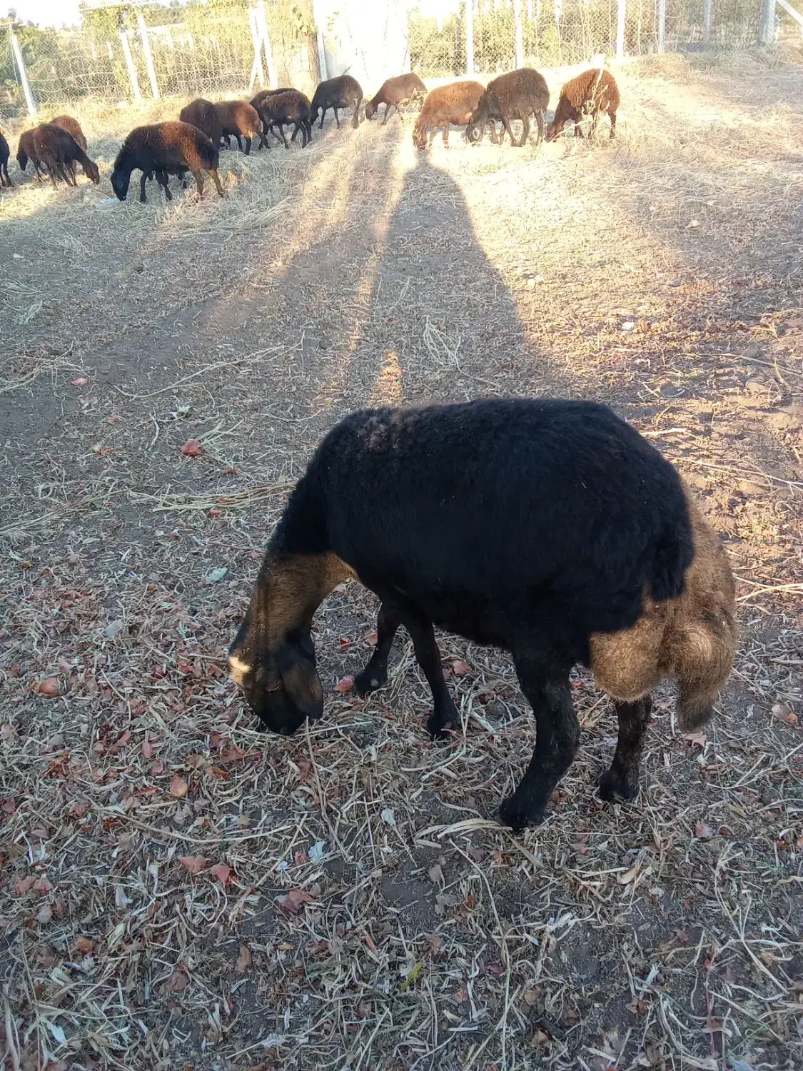 گوسفند شیشک چاق|حیوانات مزرعه|بناب, |دیوار