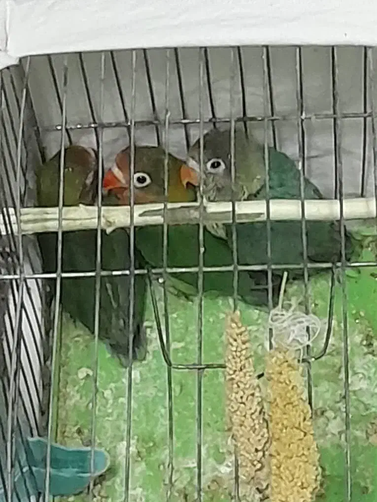 کوتوله برزیلی فیشر|پرنده|جهرم, |دیوار