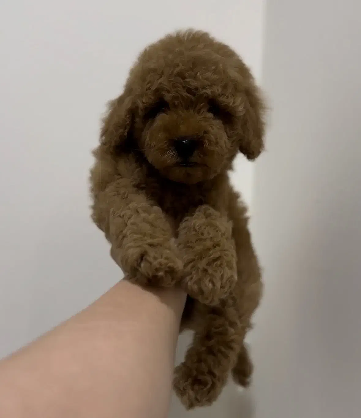 توی پودل عروسکی فرفری|سگ|مشهد, نیروی هوایی|دیوار