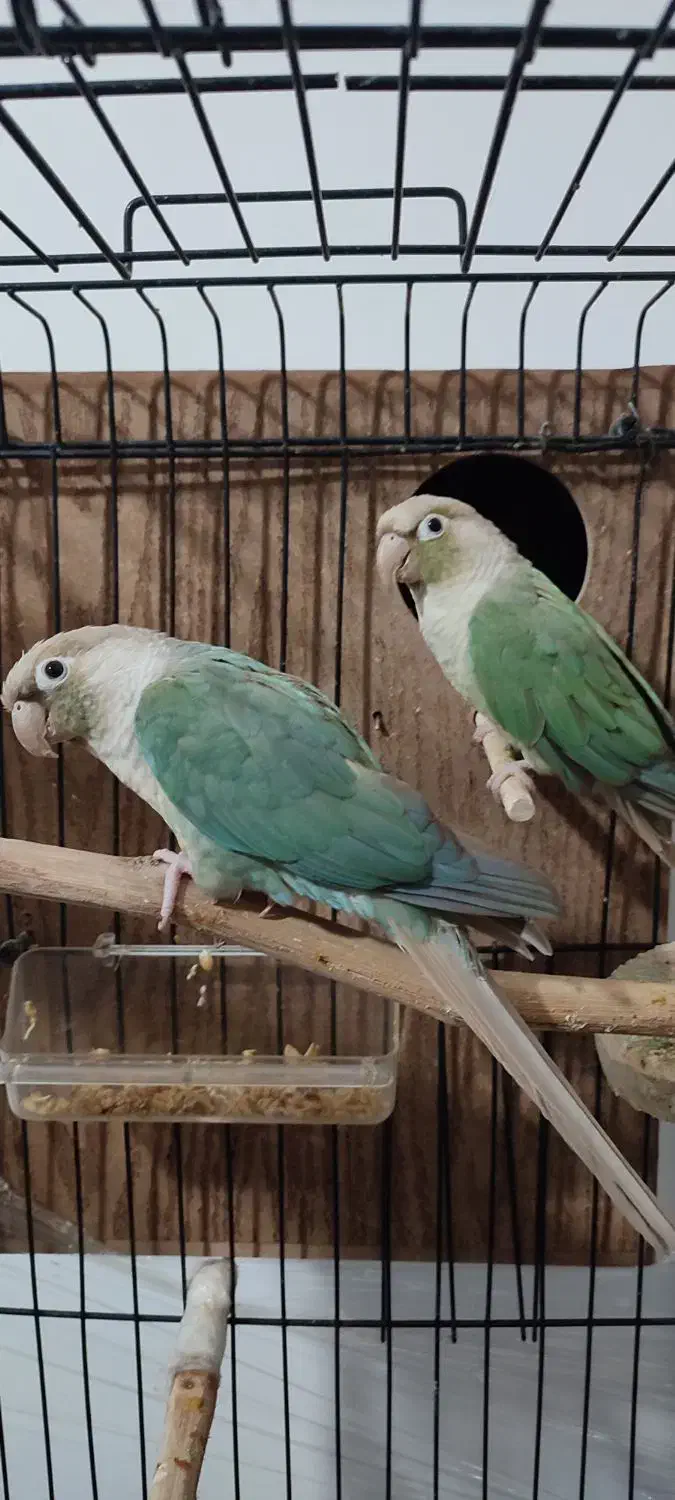 جفت گرینچیک سخنگو سرحال و کشیده|پرنده|شاهرود, |دیوار