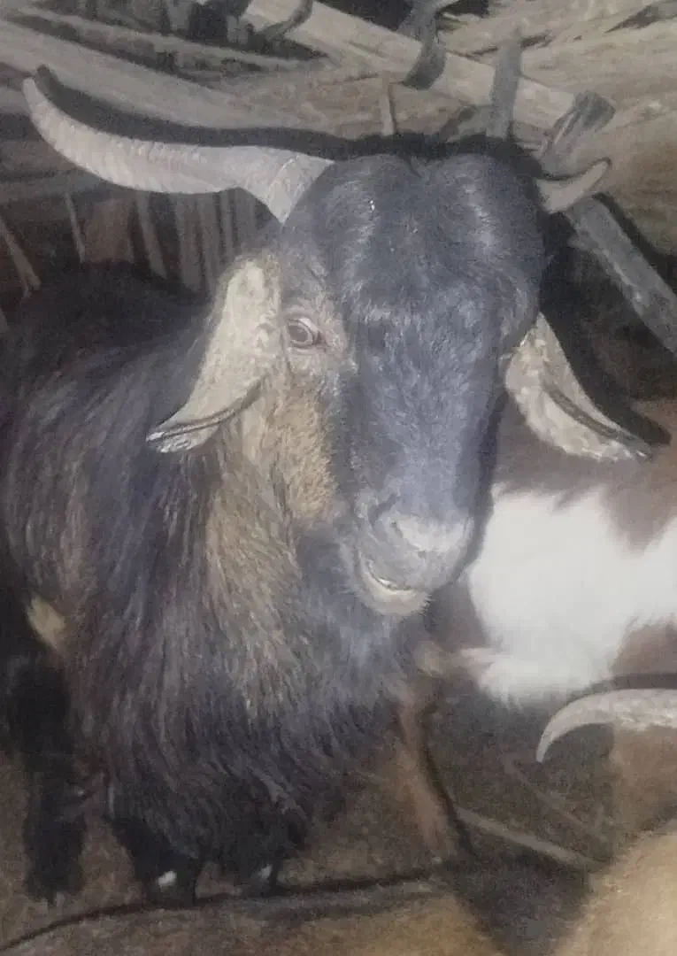 گوسفند فروشی منوجان|حیوانات مزرعه|منوجان, |دیوار