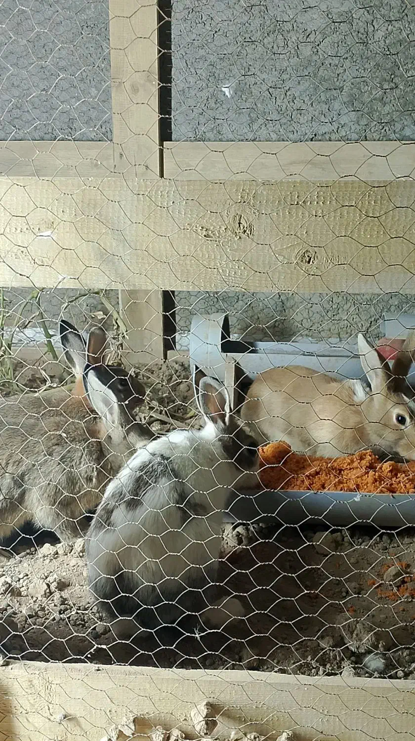 خرگوش|موش و خرگوش|برخوار, |دیوار