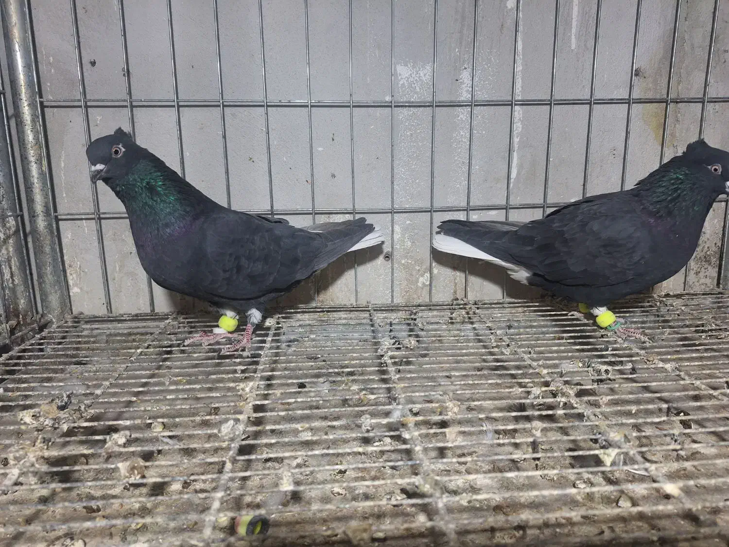 چند تاکفتر فروشی|پرنده|فریمان, |دیوار