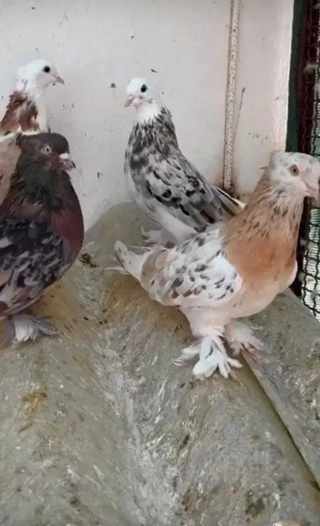 کبوتر هما|پرنده|کبودرآهنگ, |دیوار