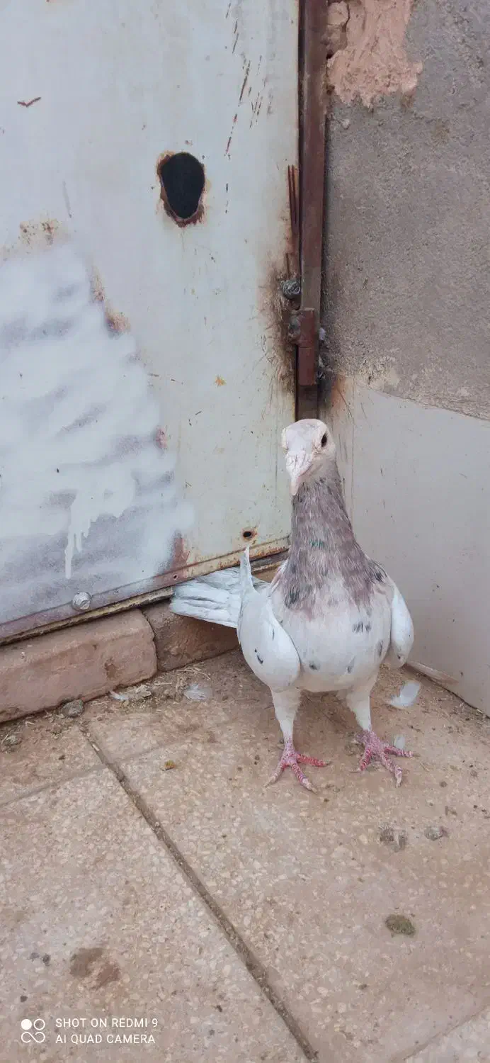 ماده کله هما|پرنده|باشتین, |دیوار