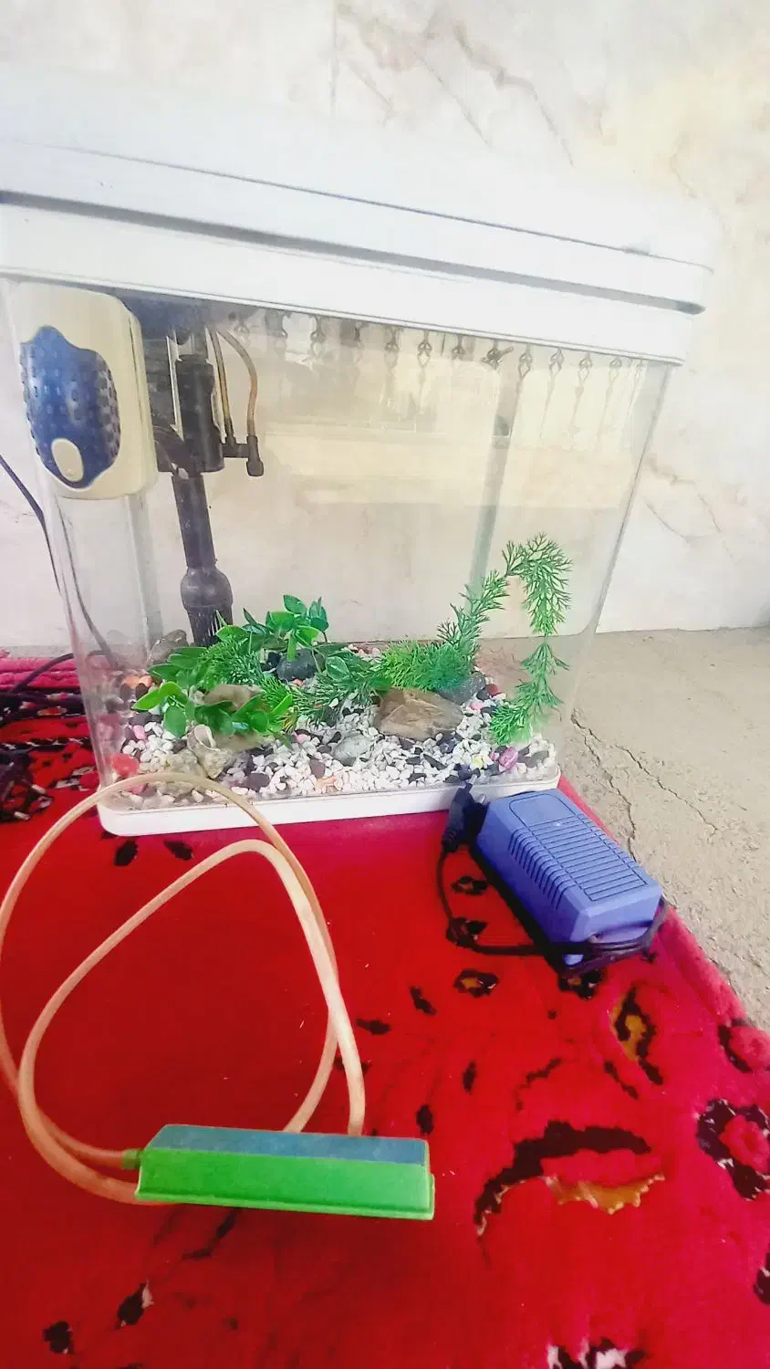 اکواریوم|ماهی|ساروق, |دیوار