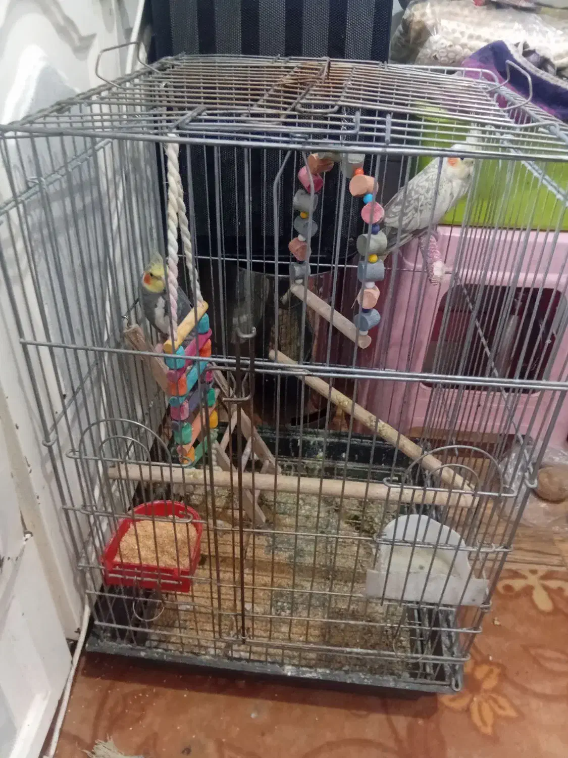 دوعدد عروس هلندی|پرنده|کهن آباد, |دیوار