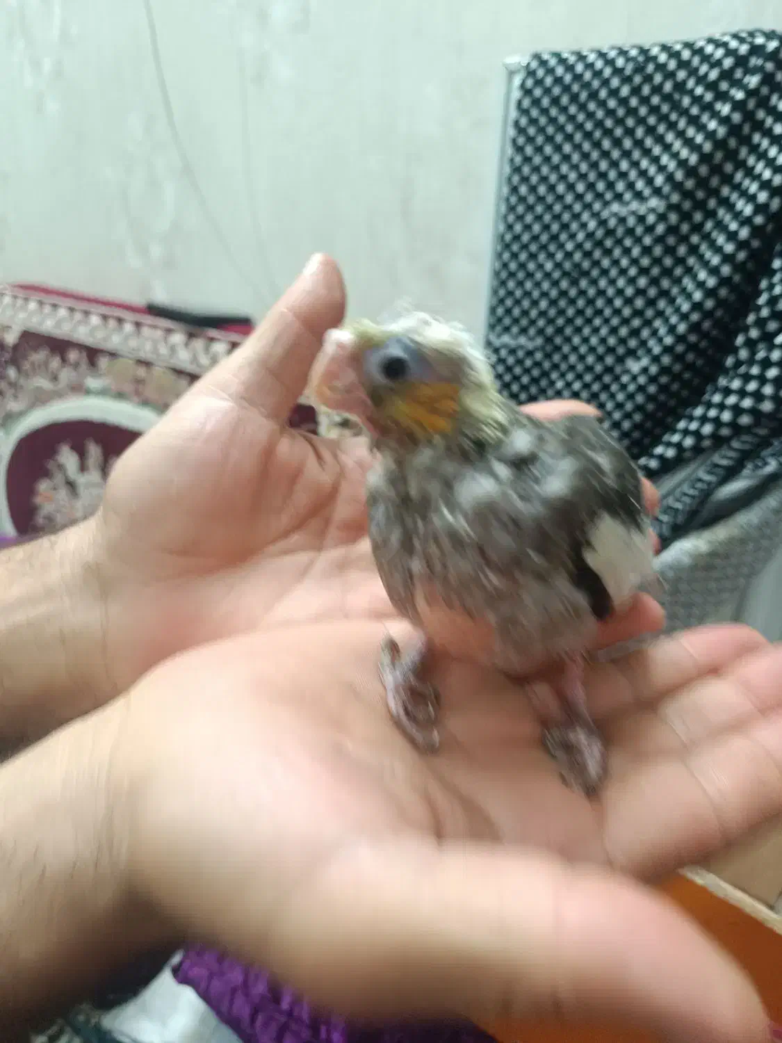 جوجه عروس هلندی|پرنده|ساوه, |دیوار