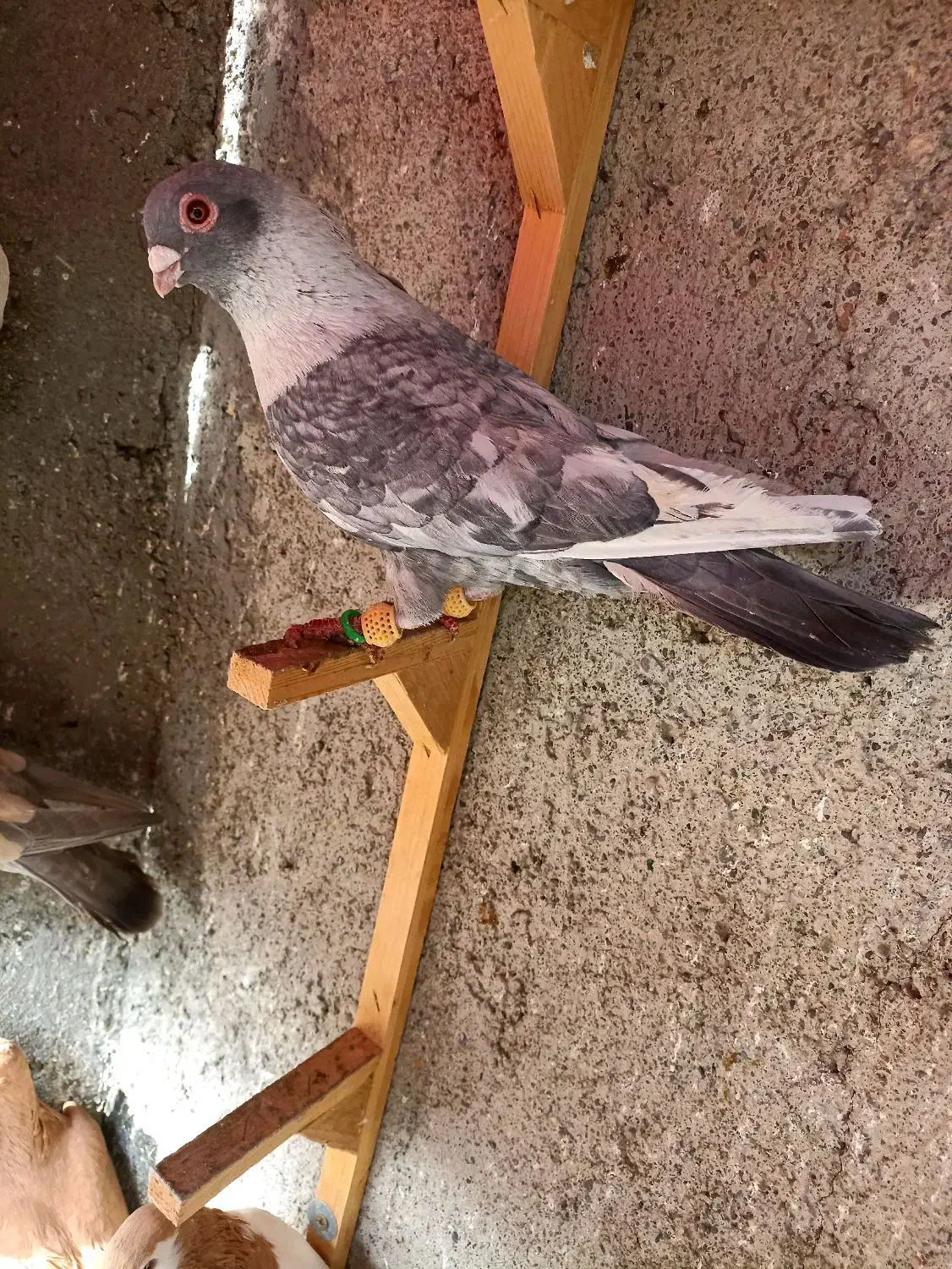 کبوترعطیقه|پرنده|مشهد, هفده شهریور|دیوار