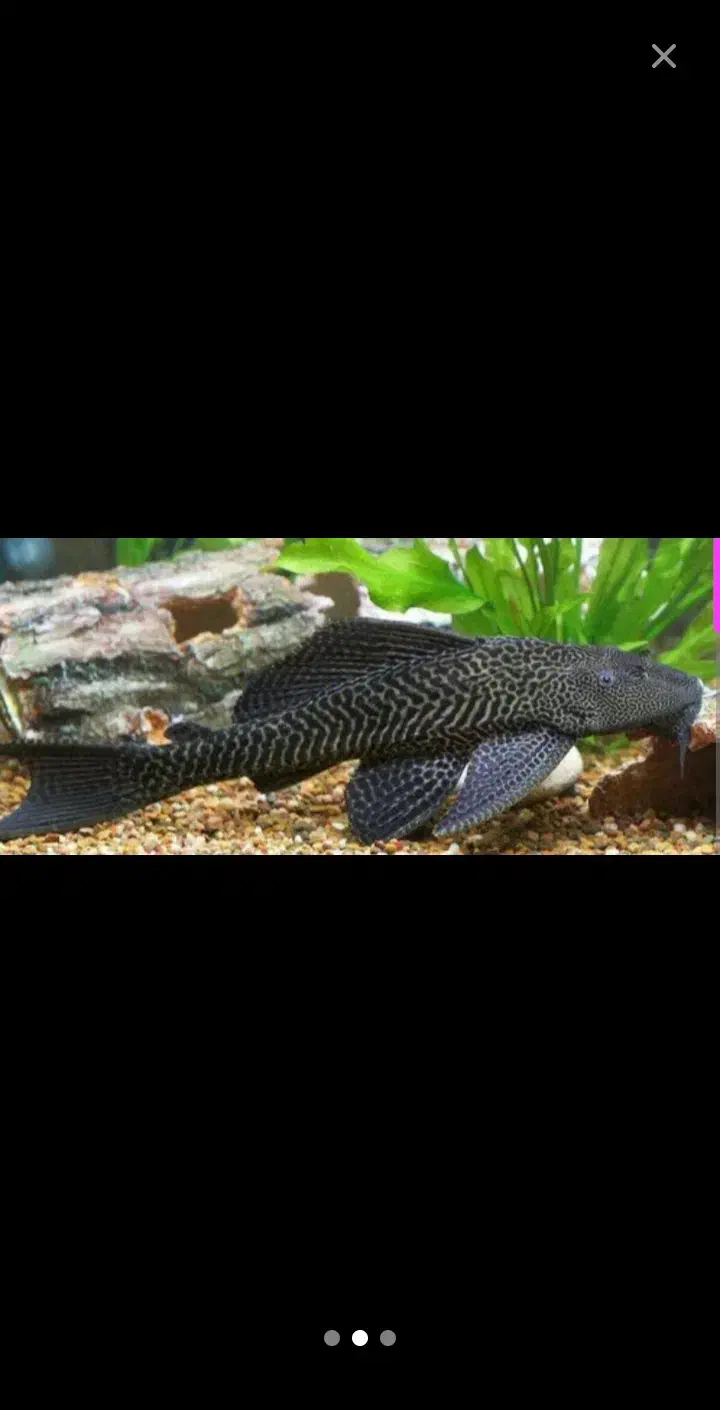 ماهی لجن خوار.یک میلیون تومن|ماهی|تهران, جیحون|دیوار