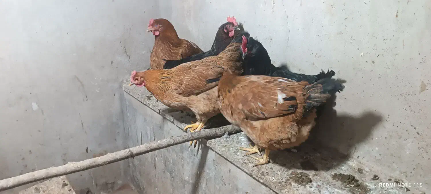 مرغ محلی|حیوانات مزرعه|کنگاور, |دیوار