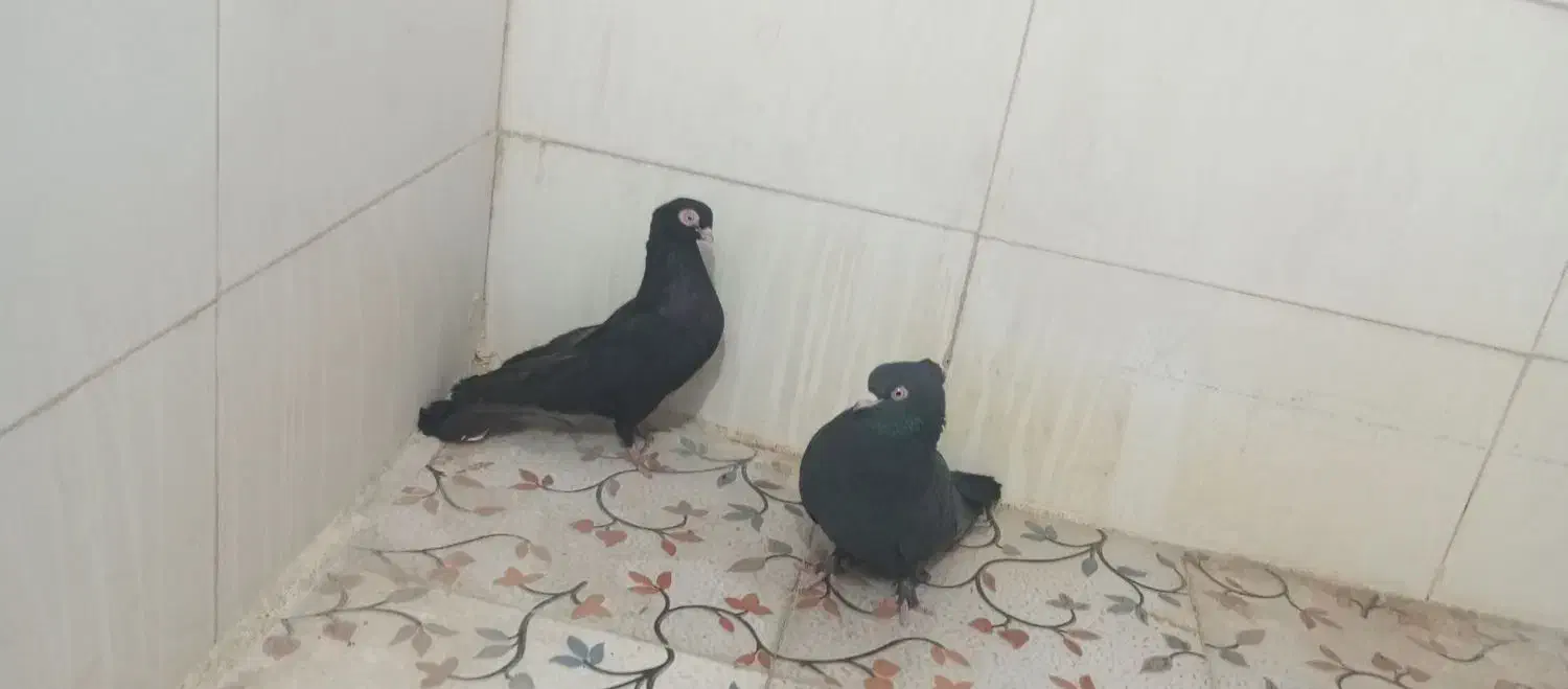 تعدادی کبوتر|پرنده|جیرفت, |دیوار