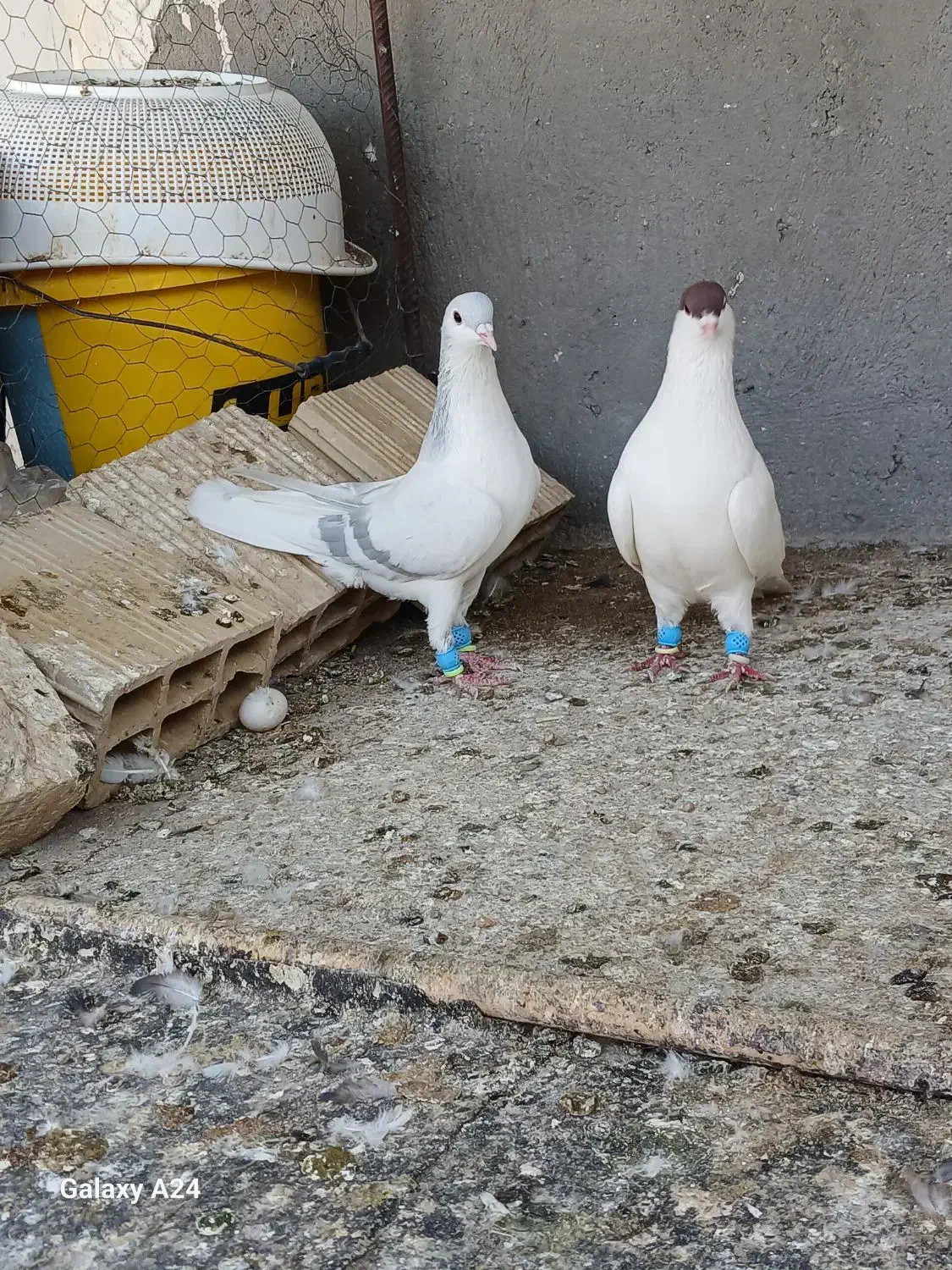 کبوتر رنگی|پرنده|شال, |دیوار