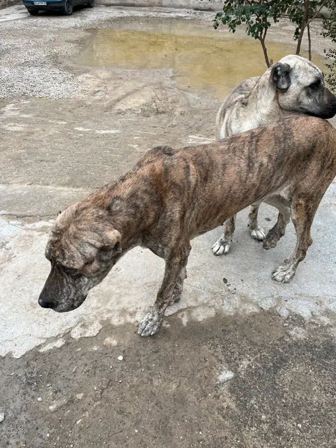 سگ افغان|سگ|اهواز, نادری|دیوار