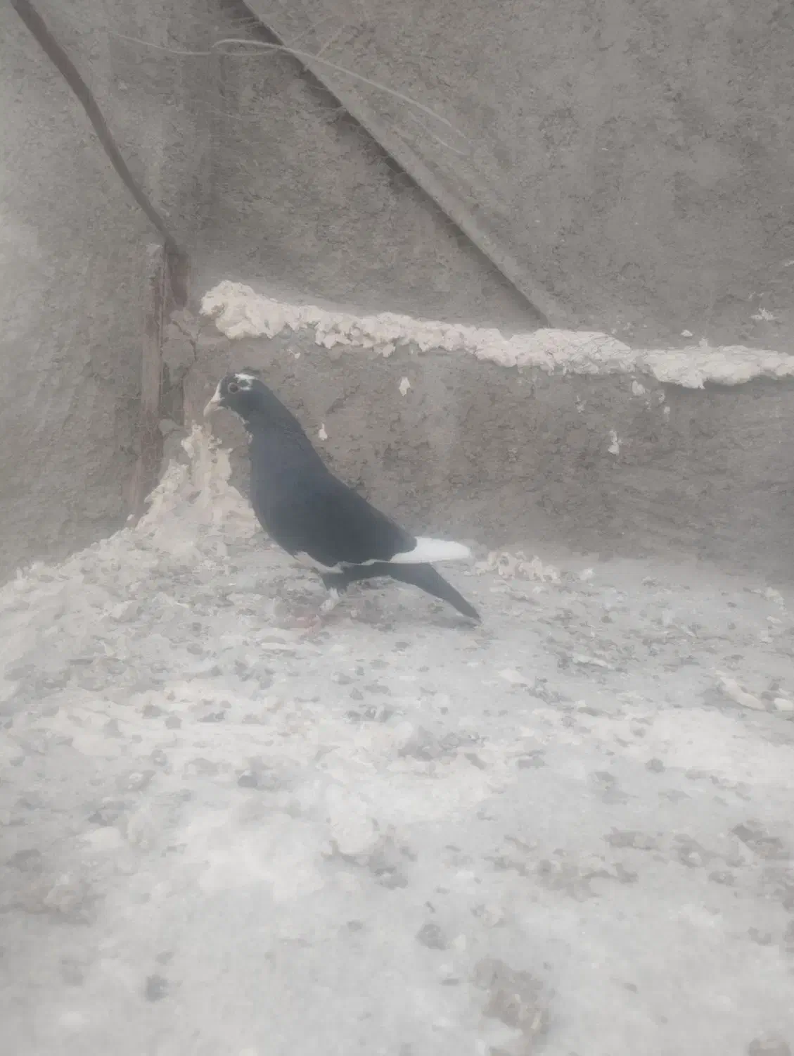 ماده پلنگ|پرنده|کرمان, |دیوار