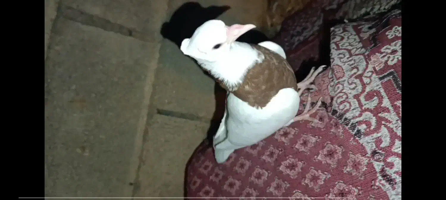 جوجه اشعل. طوقی قهوی دم سفید اتیقه هرسه جوجه|پرنده|لالی, |دیوار