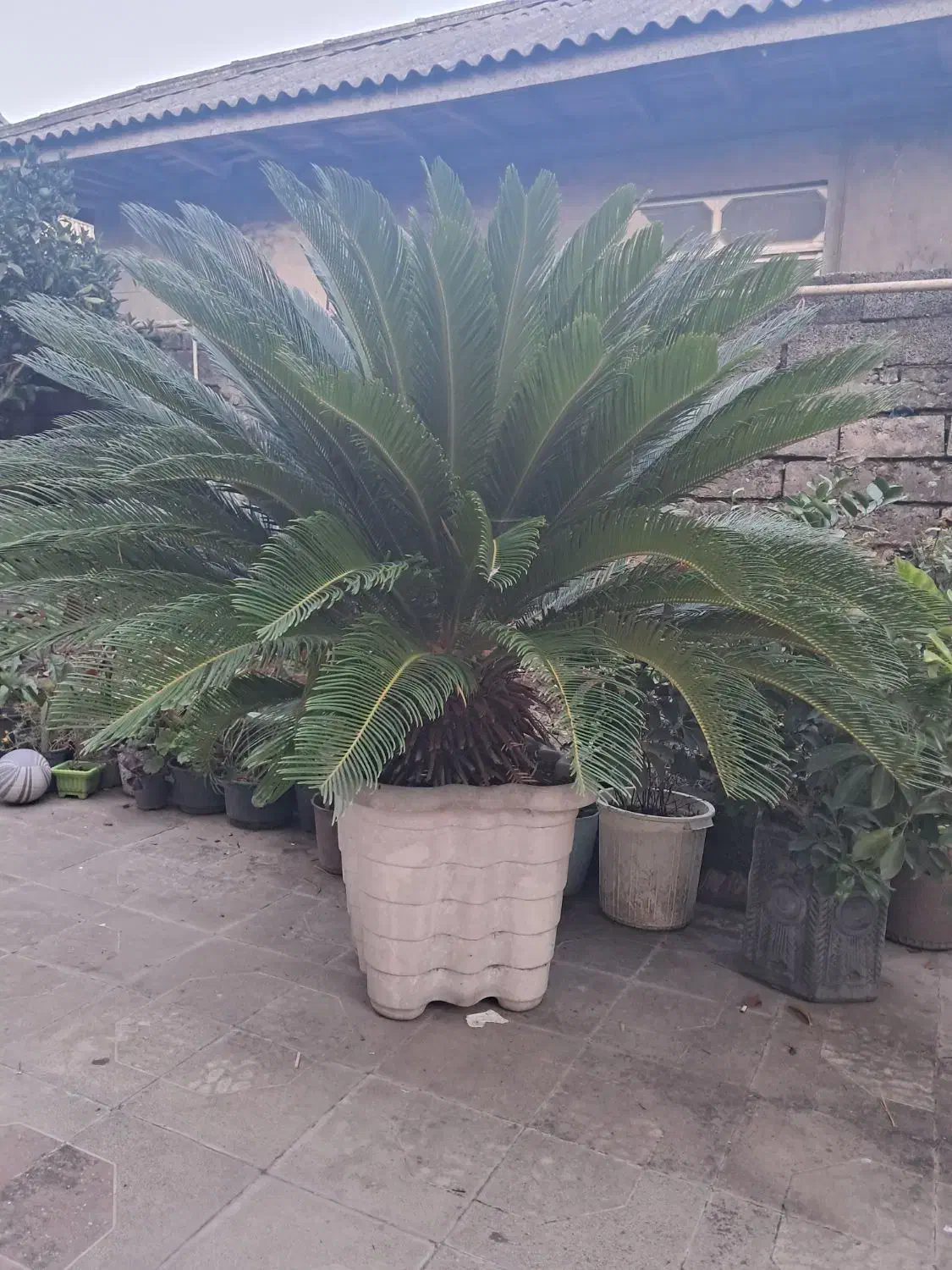 سیکاس|گل و گیاه طبیعی|رشت, آب و برق|دیوار