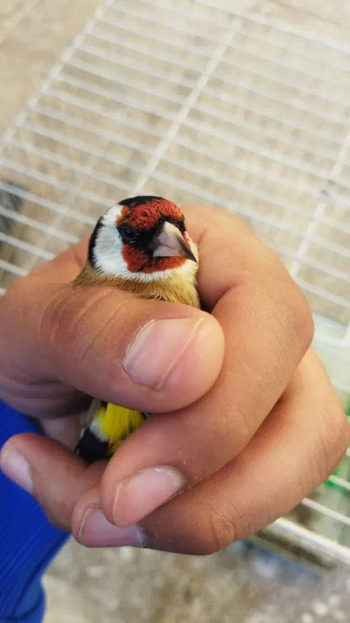 سهره چهارگل رسمی بروجرد|پرنده|مشهد, مشکینی (شهرک غرب)|دیوار