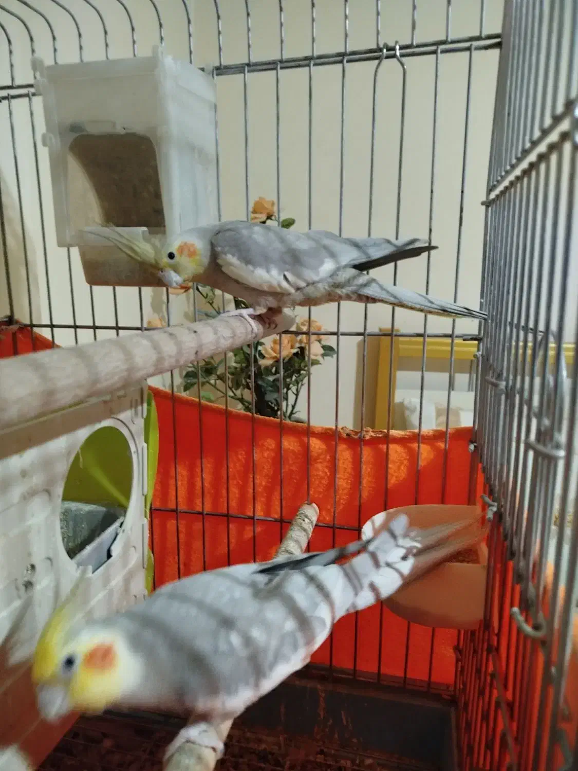 عروس هلندی معاوضه|پرنده|فردیس, ثابتی|دیوار