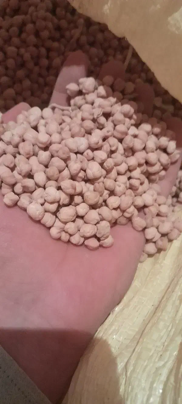 نخود|عمده‌فروشی|شاهنجرین, |دیوار