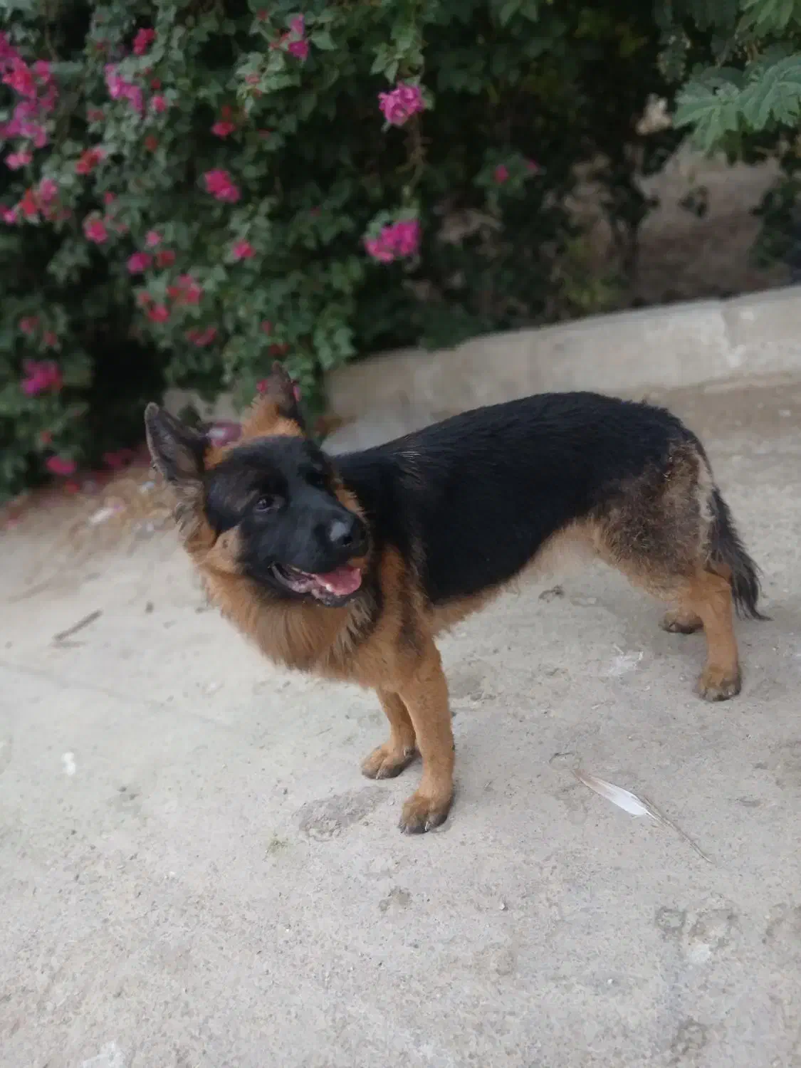 سگ گمشده|سگ|رامهرمز, |دیوار