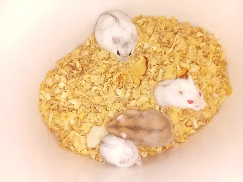 همستر کمپل مینیاتوری|موش و خرگوش|تهران, هفده شهریور|دیوار