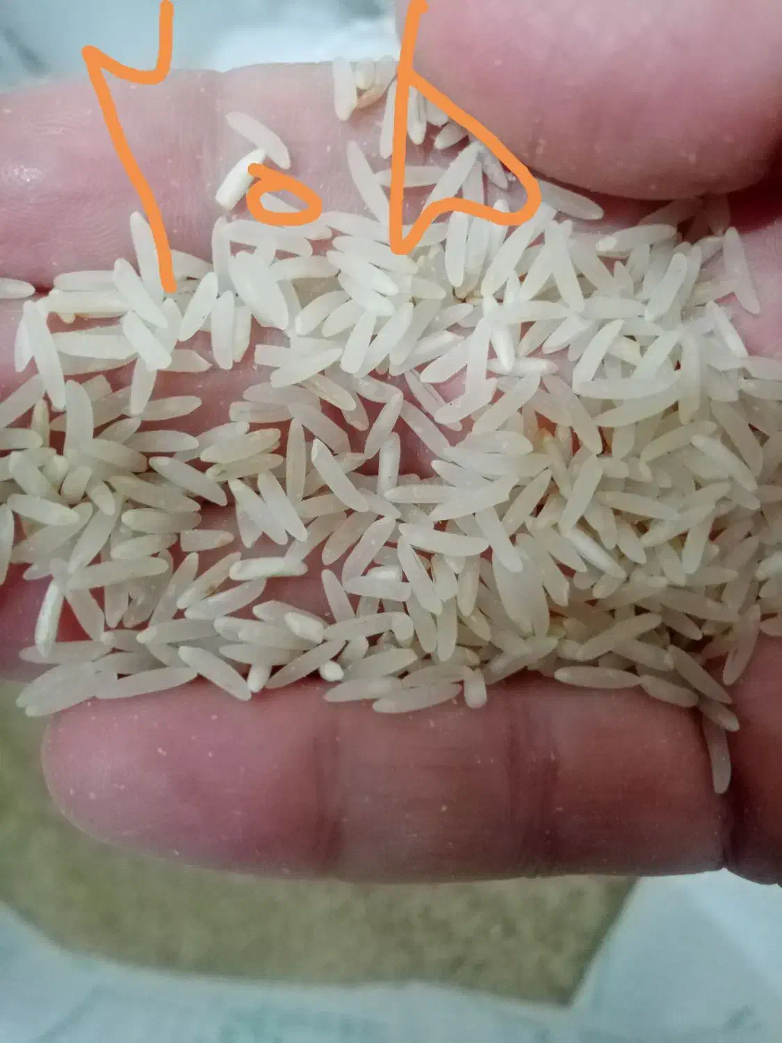 برنج فجر لاشه وسالم|خوردنی و آشامیدنی|گنبد کاووس, |دیوار