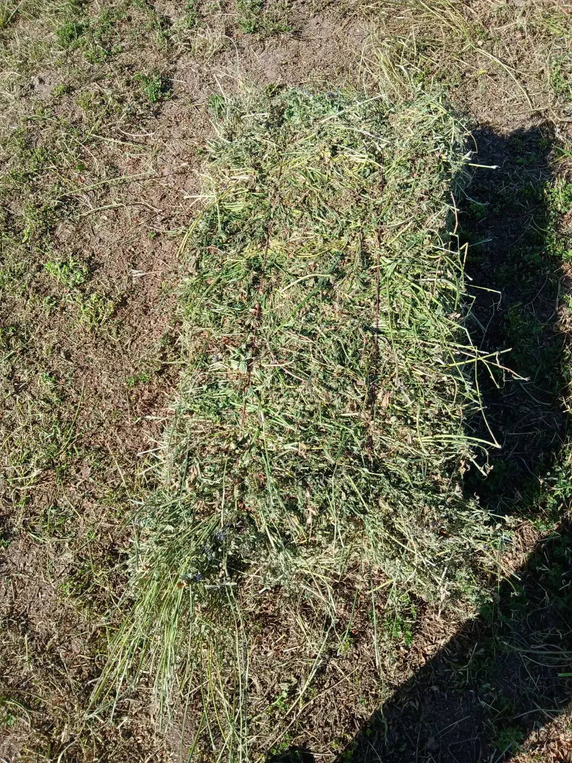 یونجه چین دوم|حیوانات مزرعه|اردبیل, |دیوار