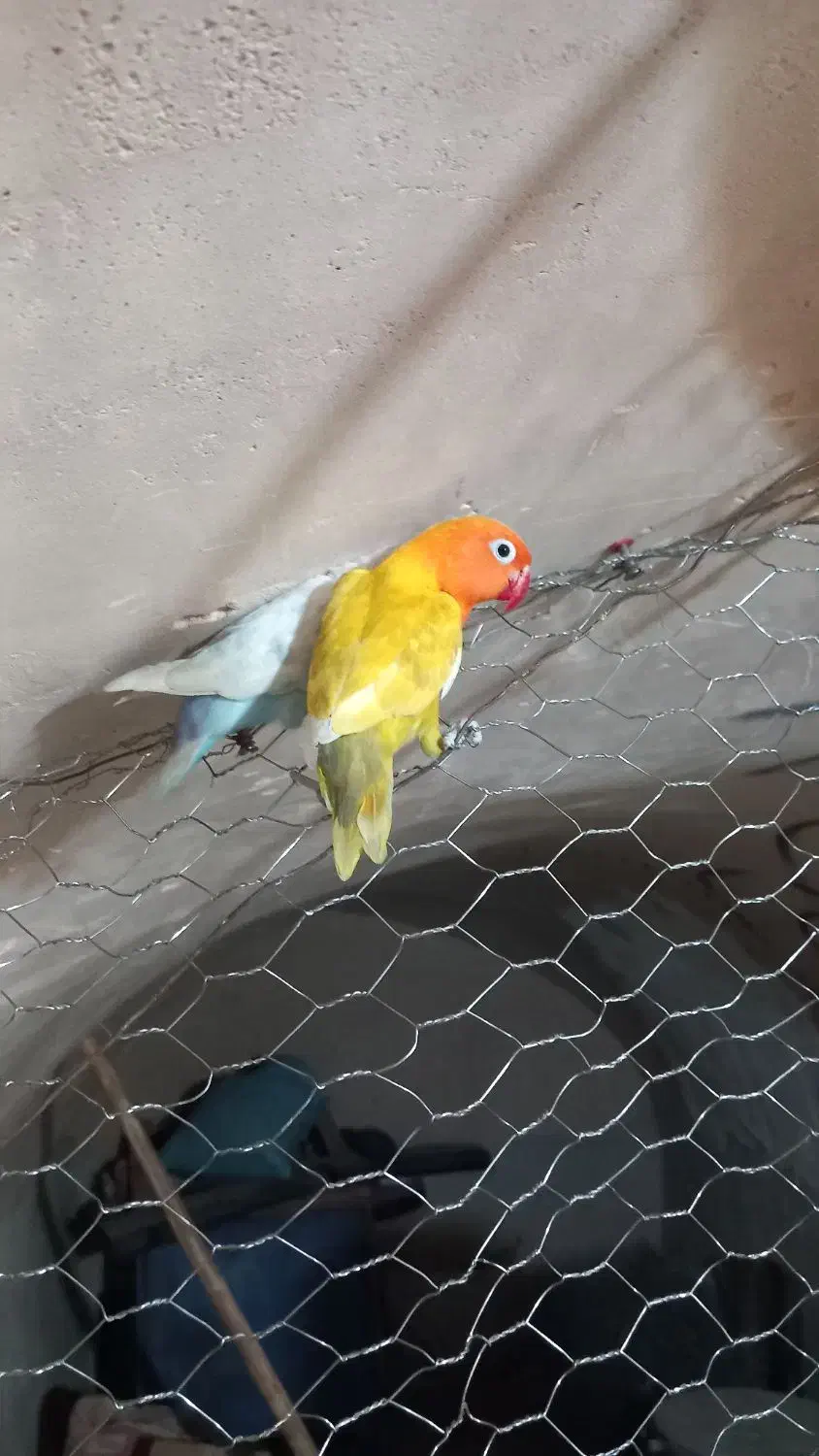 یکجفت کوتوله|پرنده|نجف‌آباد, یزدانشهر|دیوار