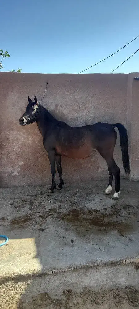 مادیون عرب ۶ماه ابستن با سیلمی وارداتی|اسب و تجهیزات اسب‌سواری|بندرعباس, |دیوار