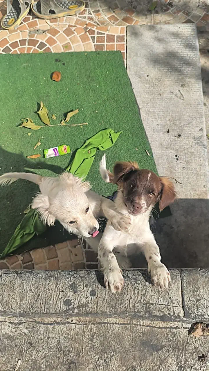 واگذاری سگ شیپیتزو|سگ|تبریز, |دیوار