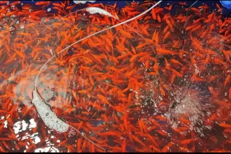 ماهی|ماهی|قهدریجان, |دیوار