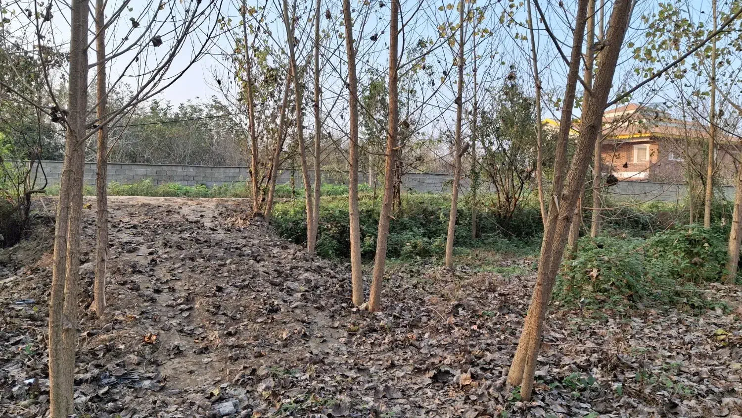 زمین|فروش زمین و ملک کلنگی|گوراب زرمیخ, |دیوار