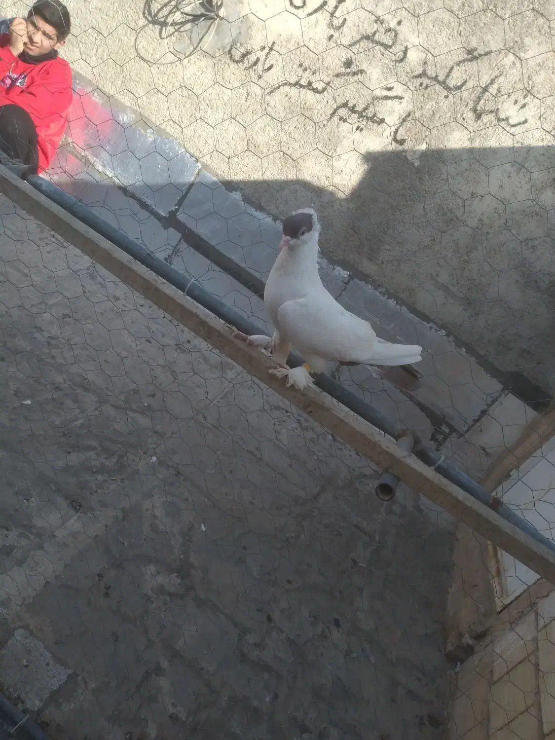 کفتر رنگی|پرنده|قم, نوبهار|دیوار