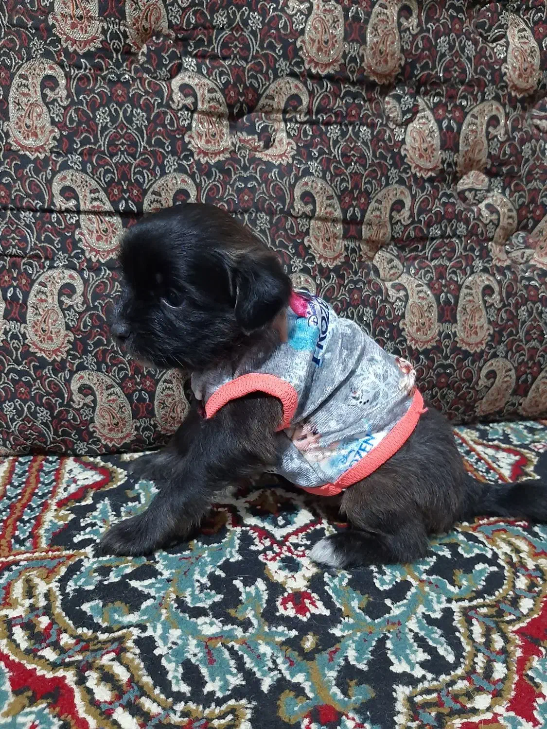 واگذاریه سگ پامر مالتیز|سگ|شاهدشهر, |دیوار