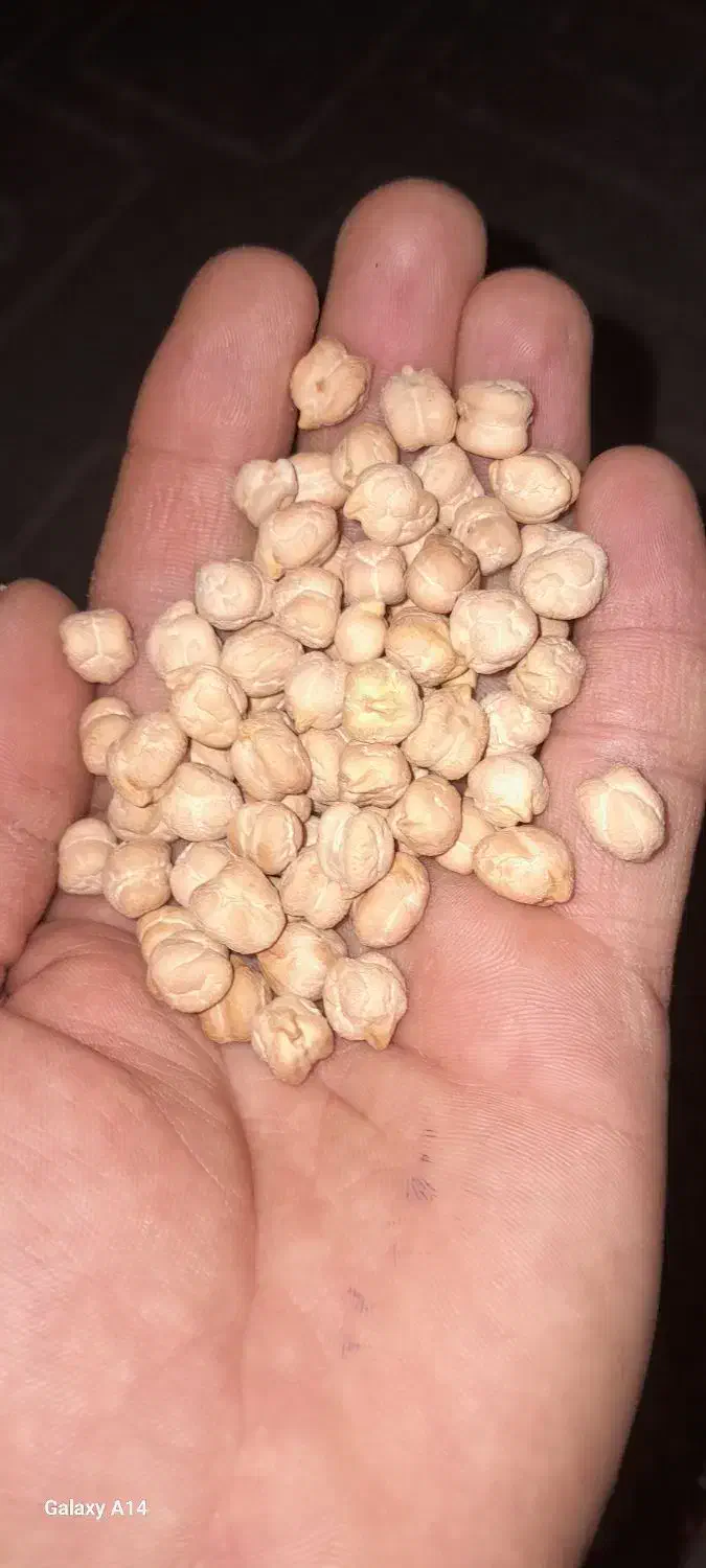 نخود دیم|عمده‌فروشی|همدان, |دیوار