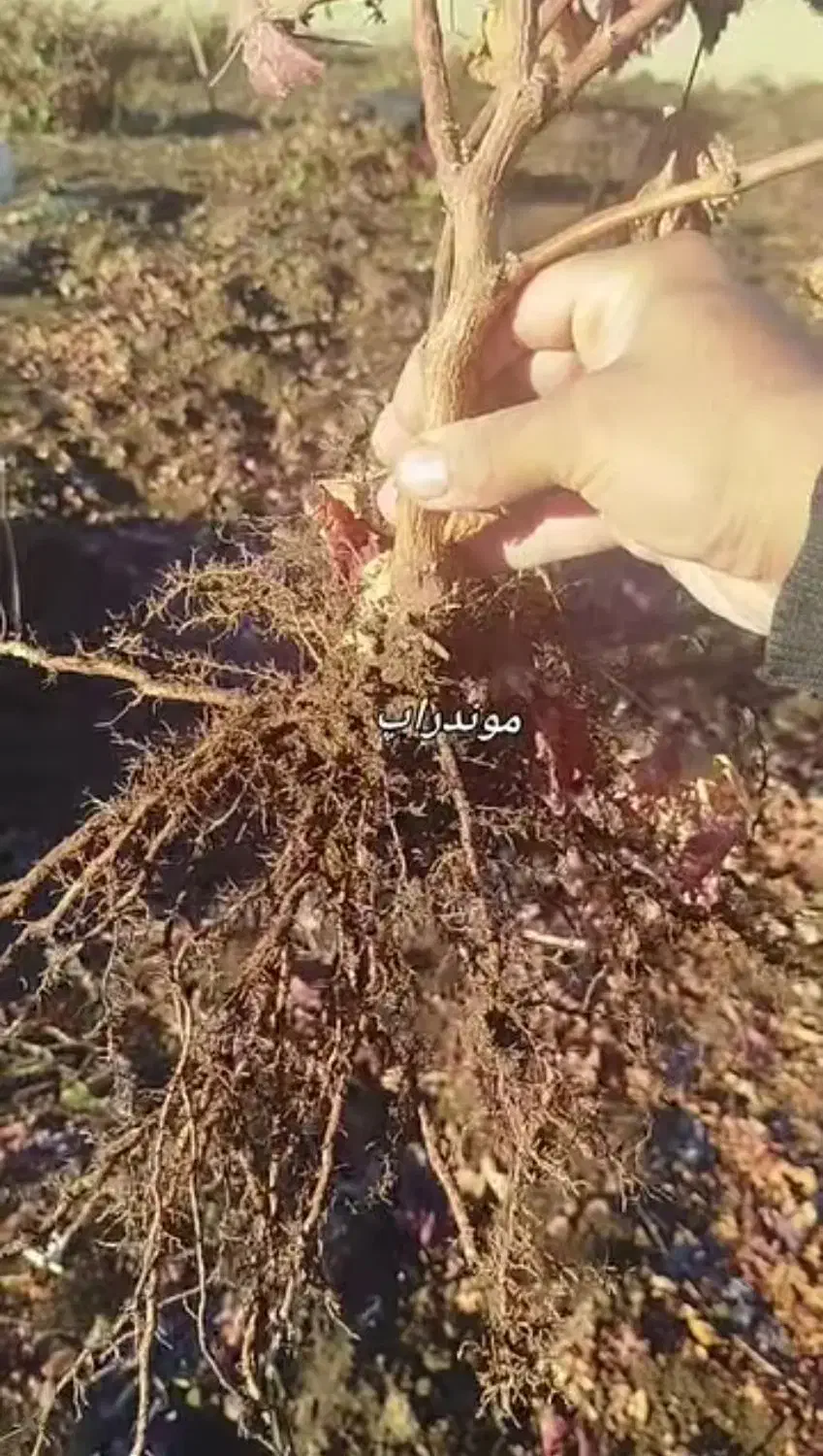 نهال انگور|گل و گیاه طبیعی|کرمان, |دیوار