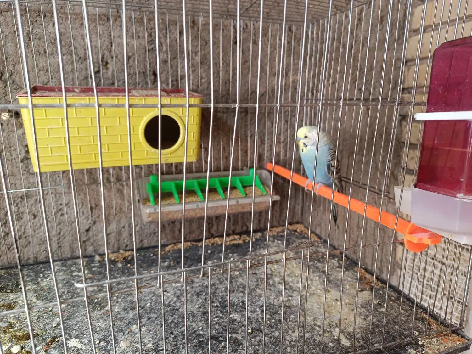 جفت مرغ عشق مولد سه جفت دارم همه با قفس|پرنده|رفسنجان, |دیوار