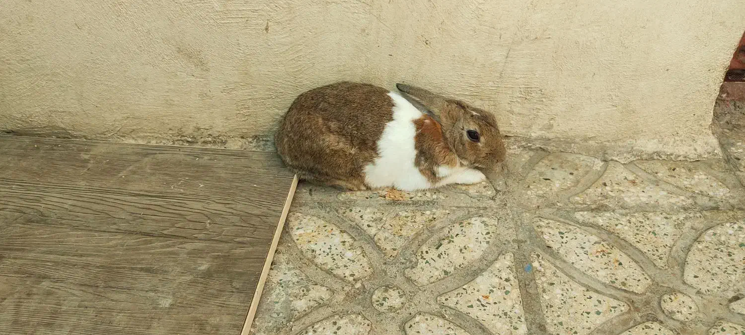 خرگوش نر|موش و خرگوش|بندرعباس, |دیوار