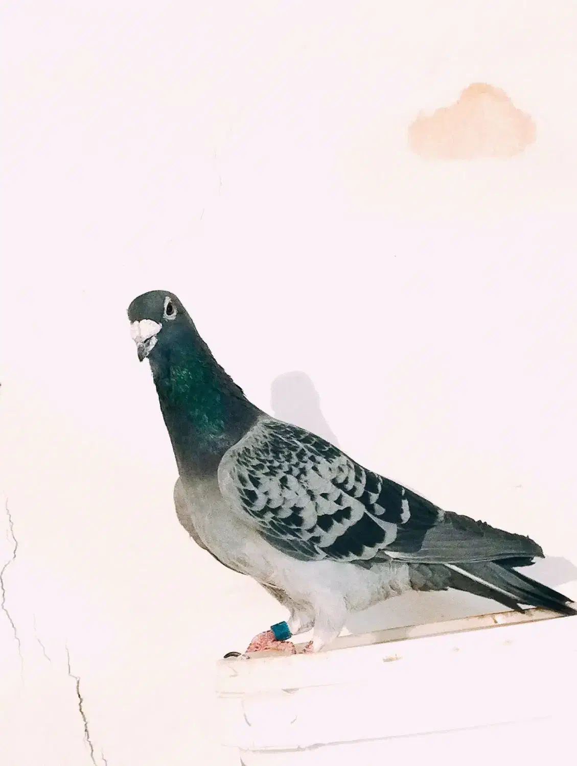 پلاکی نر|پرنده|لالجین, |دیوار