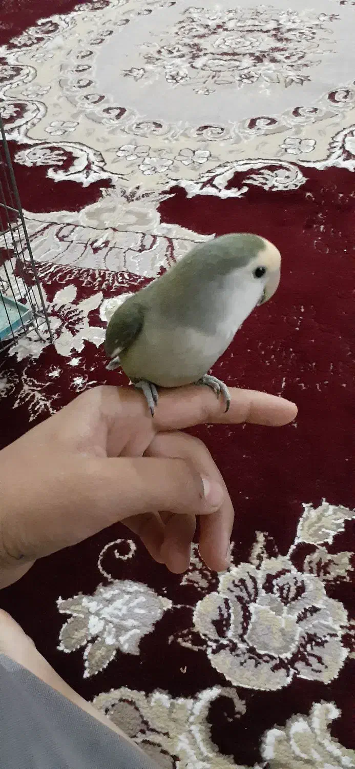 طوطی برزیلی دستی فول به شرط سالم|پرنده|شادگان, |دیوار