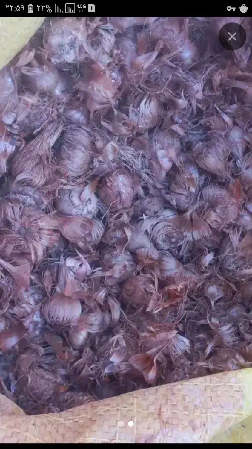 پیاز زعفران ششتمد|عمده‌فروشی|ششتمد, |دیوار