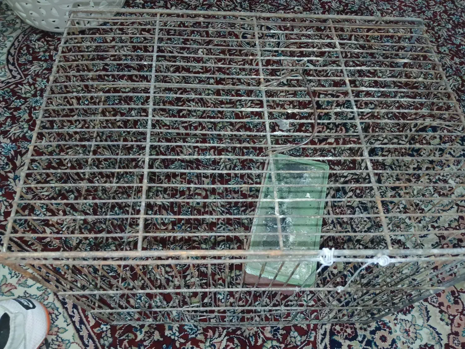 قفس پرنده|لوازم جانبی حیوانات|فولادشهر, مسکن مهر فولادشهر|دیوار