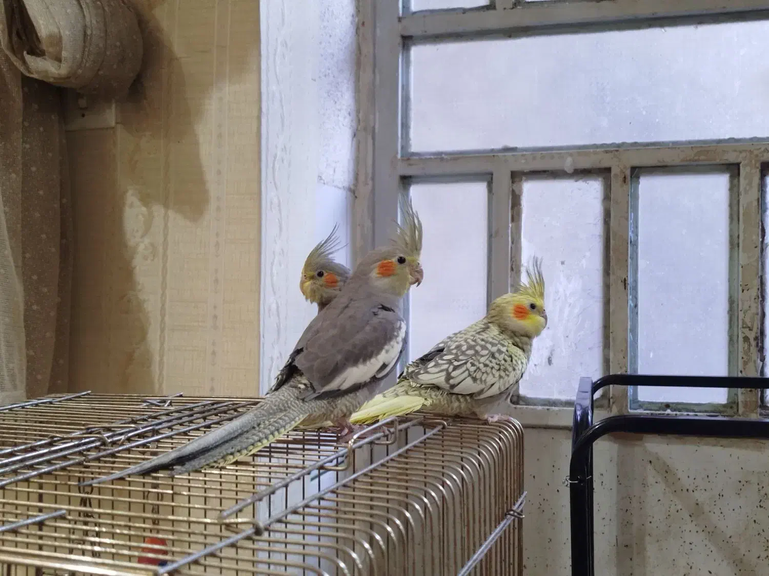 عروس هلندی آرام|پرنده|بافق, |دیوار